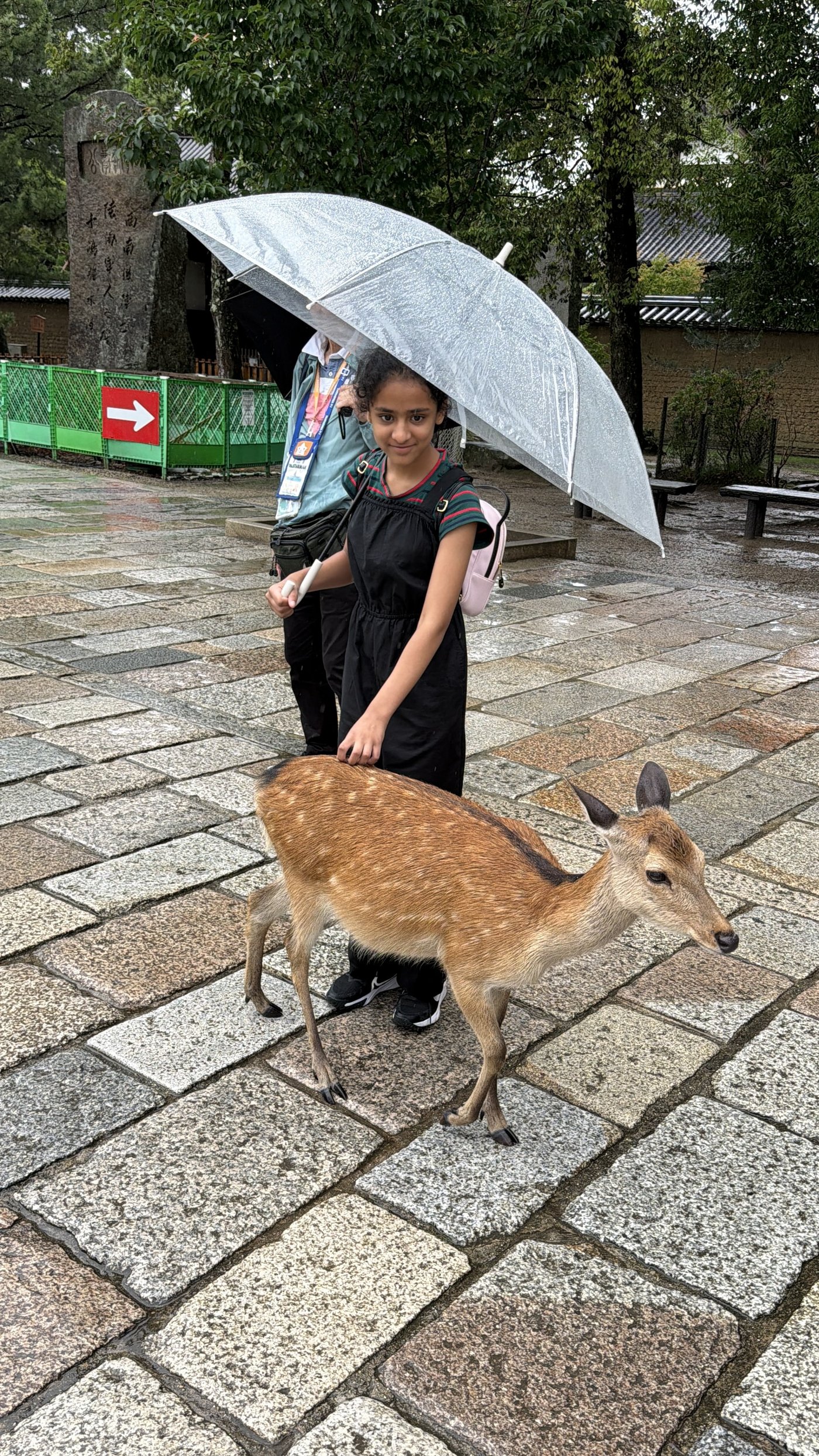 A daughter under a clear umbrella with a deer in Nara