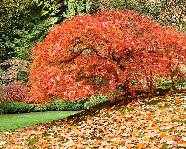 Japanese maple with fall colors surrounded in carpet of fall leaves on small hill in the Portland Japanese Garden